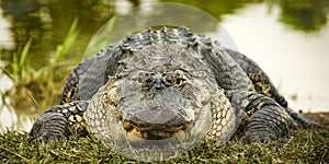 Alligator at Water's img