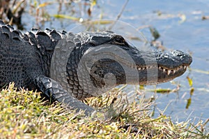 Alligator at waters edge