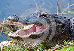 Alligator at waters edge