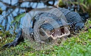 Alligator at waters edge