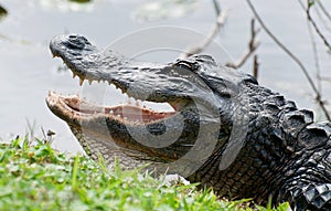 Alligator at waters edge