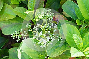 Alligator weed flower