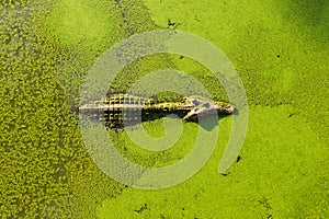 Alligator in wetland pond covered with duckweed and swimming