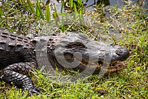 Alligator in the wetlands in Everglades, Florida
