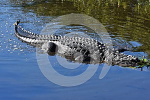 Alligator in the wetlands showing whole body