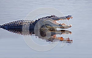 Alligator in the wild photo