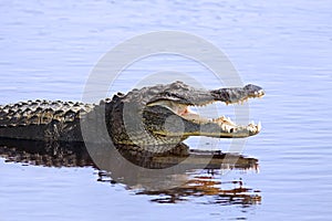 Alligator in the wild photo