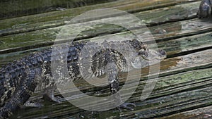 Alligator on a wooden wet platform.