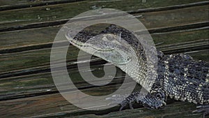 Alligator on a wooden wet platform. Close up.