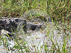 Alligator in the Yala national Park on the island of Sri Lanka