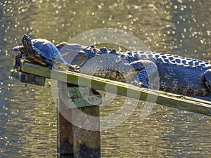 Alligator and yellow-bellied slider turtle on platform