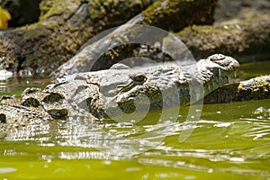 alligator YucatÃ¡n peninsula in southeastern mexico