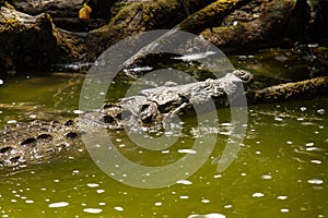 alligator YucatÃ¡n peninsula in southeastern mexico