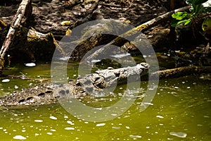 alligator YucatÃ¡n peninsula in southeastern mexico