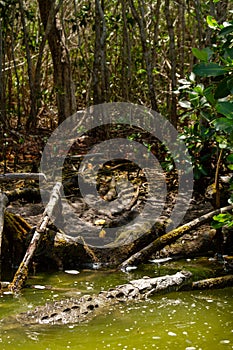 alligator YucatÃ¡n peninsula in southeastern mexico