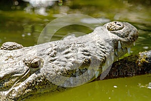 alligator YucatÃ¡n peninsula in southeastern mexico