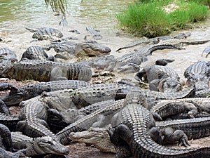 Alligators