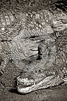 Alligators