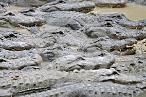 Alligators