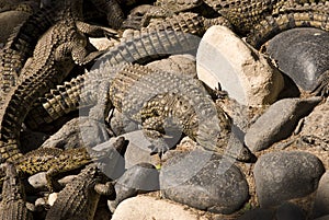 Alligators (Alligator Mississippiensis)