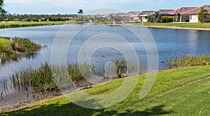 Alligators basking in the sun on the bank of a golf course pond