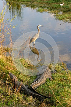 Alligators and Birds