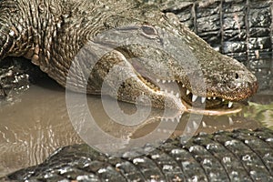 Alligators Closeup