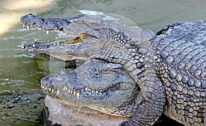 Alligators or crocodiles playing in the sun and water