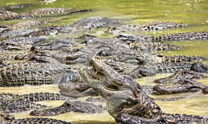 Alligators eating