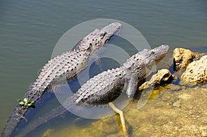 Alligators in Everglades