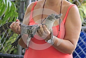 Alligators in the everglades, Florida