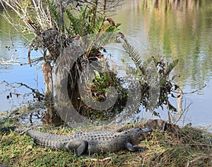 Alligators In Everglades National Park Florida