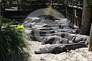 Alligators gather near the edge of a pond, St. Augustine Alligator farm, St. Augustine, FL