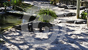 Alligators gather near the edge of a pond, St. Augustine Alligator farm, St. Augustine, FL