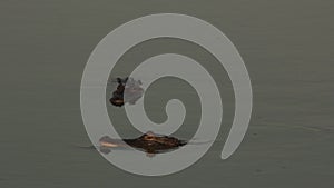 Alligators at Guste Island, Louisiana