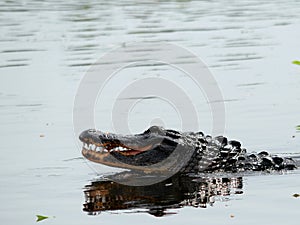 2 alligators mating in wetlands