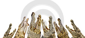 Alligators with open mouths