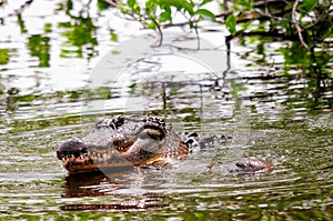Alligators preparing to mate in water, Florida