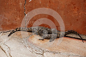 Alligators relaxed and resting on the ground