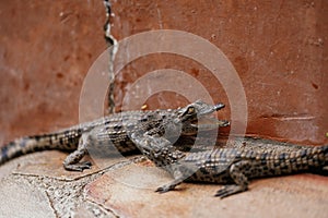 Alligators relaxed and resting on the ground