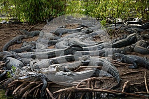 Alligators photo