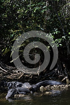 Alligators Resting, Big Cypress National Preserve, Florida