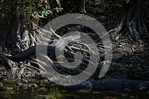 Alligators Resting, Big Cypress National Preserve, Florida