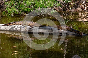 Alligators resting on a wooden log in HARTLEY’S CROCODILE ADVENTURES