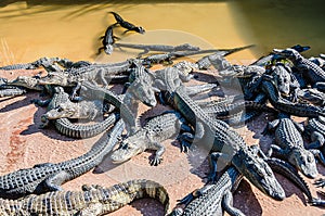 Alligators Rising - Homestead, FL