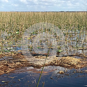 Alligators in State of Florida