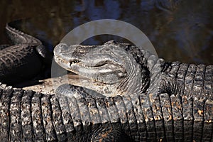 Alligators sunning at the Alligator Farm in Saint Augustine, Florida. photo