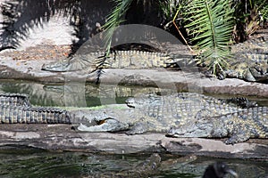 Alligators Sunning at Water`s Edge in Disney Safari Ride