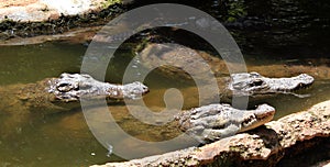 Alligators waiting for food