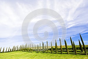 Alligned green cypress trees under blue sky